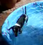 The Energizer Doggie